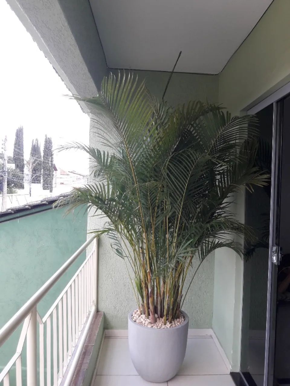 Vaso e plantas  - Foto 4
