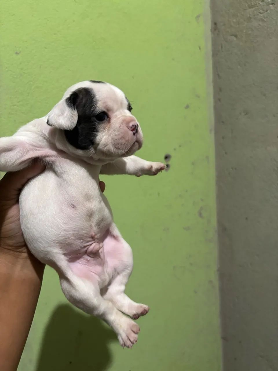 Buldogue francês premium  - Foto 2