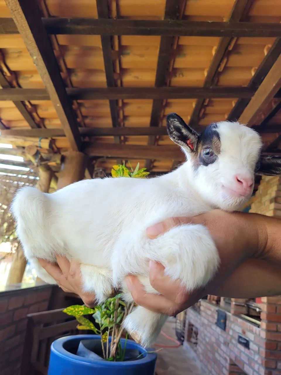 Mini cabras 