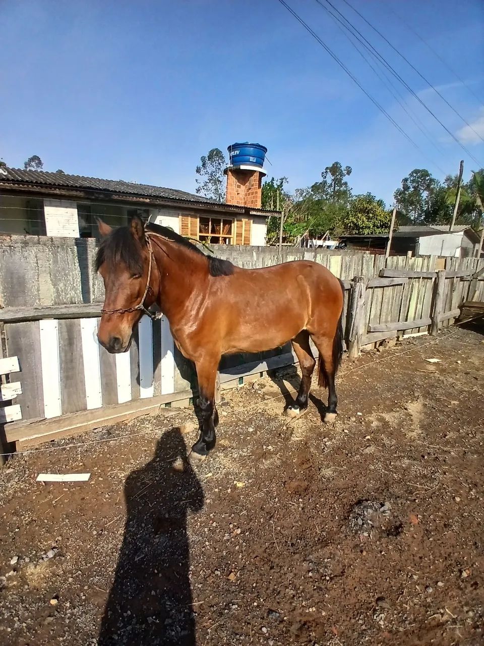 Cavalo