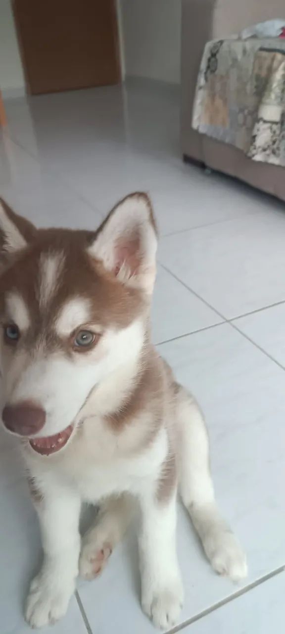 Vendo Husky de 2 meses - Foto 2