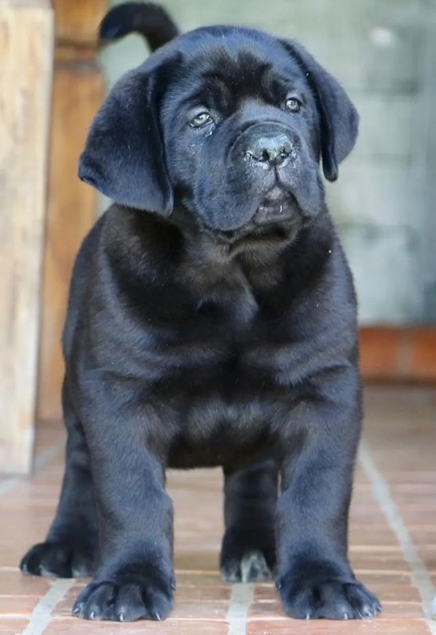 Cane corso - Foto 2