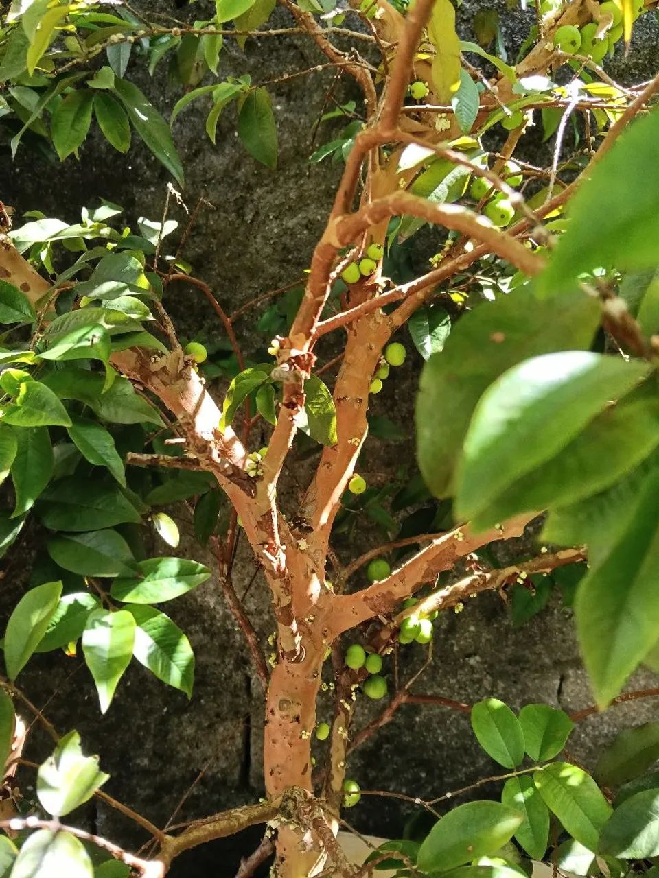 Pé de Jabuticaba  - Foto 3