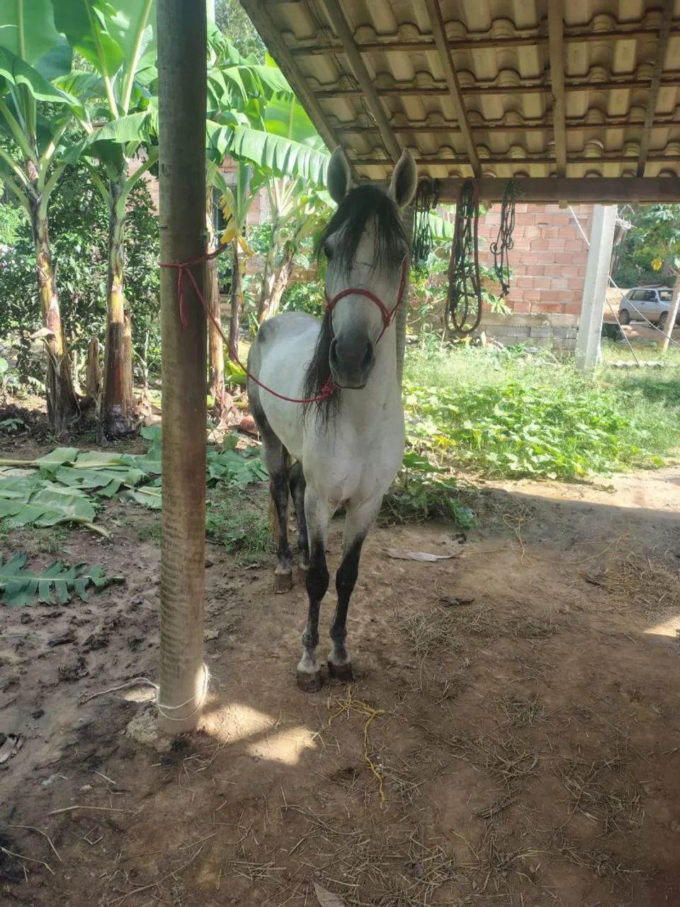 Cavalo mangalarga  - Foto 4