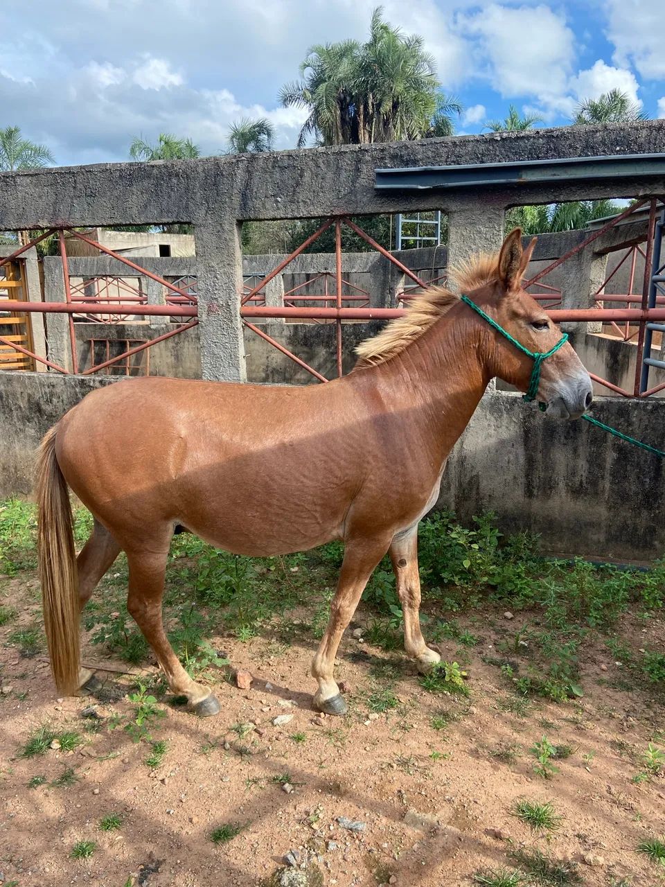 Burro  - Foto 2