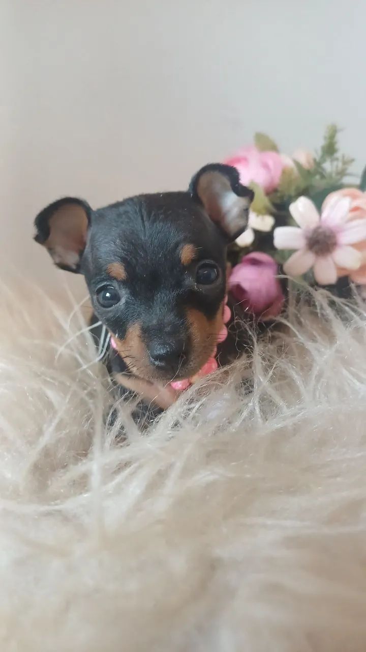 Filhote de pinscher zero - Foto 4