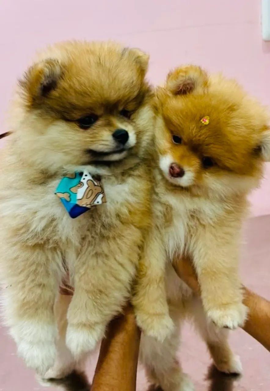 Spitz alemão macho  - Foto 4