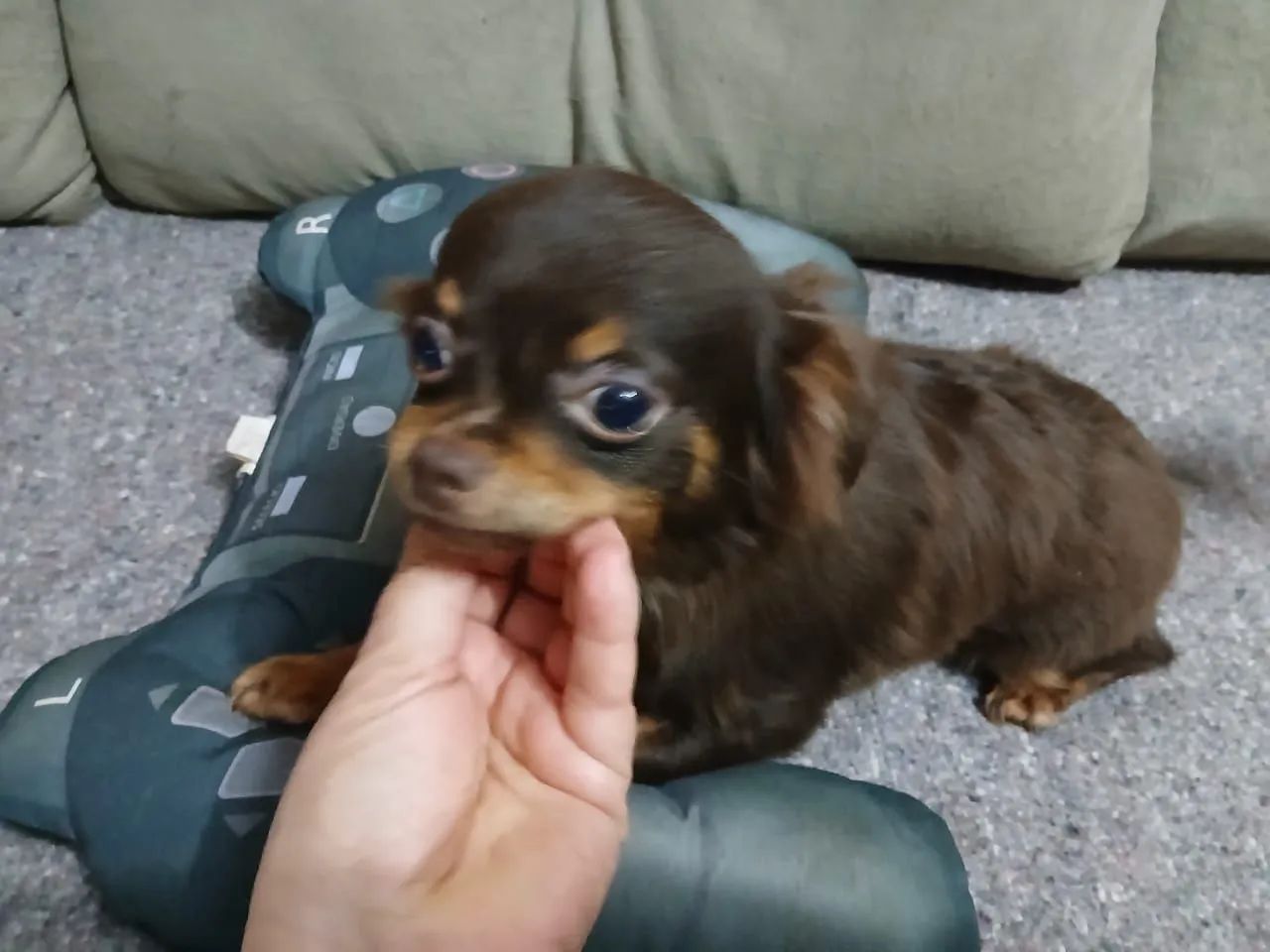 Chihuahua pelo longo - Foto 2