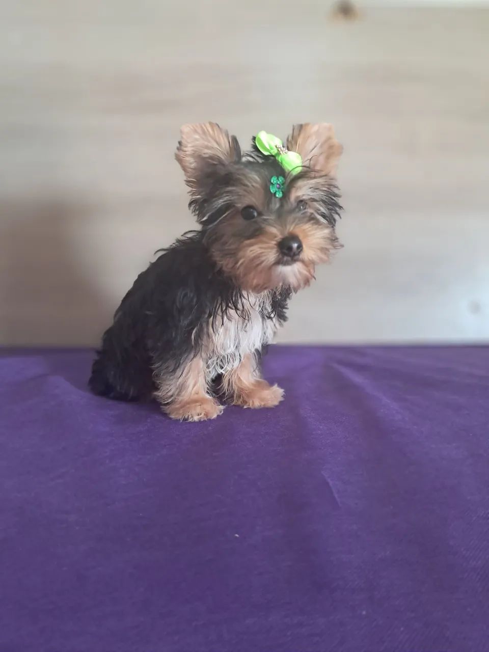 Yorkshire fêmea mini  e macho 