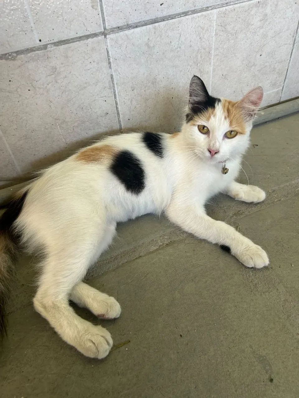 Gatas - Foto 3