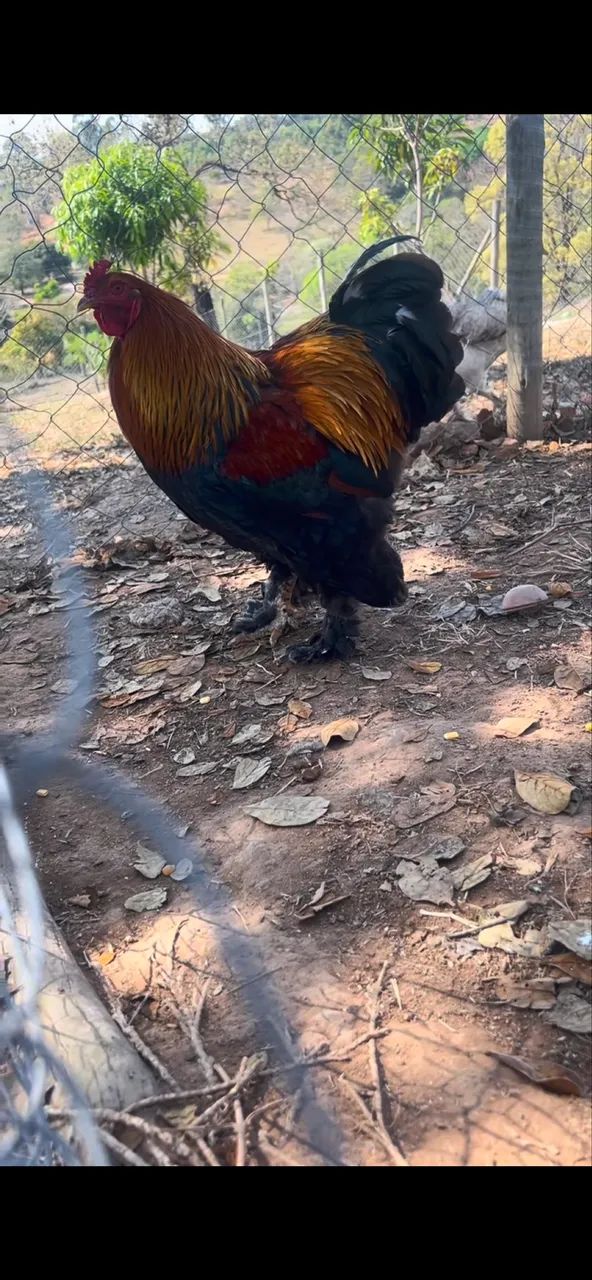 Galo Brahma perdiz - Foto 2