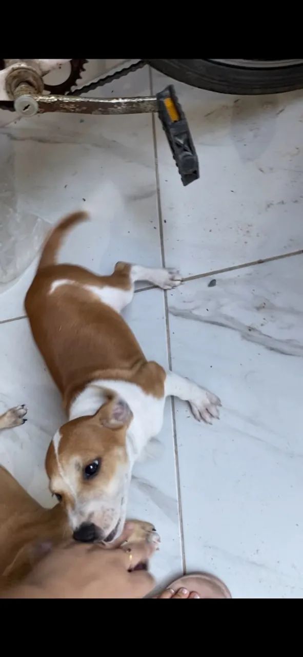 Doação Responsável  - Foto 4