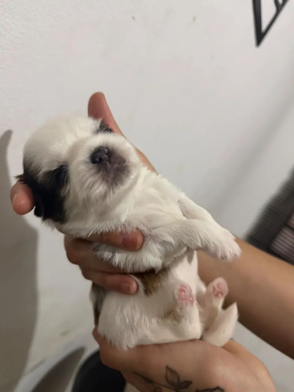 Vendo cachorro shitzu  - Foto 3