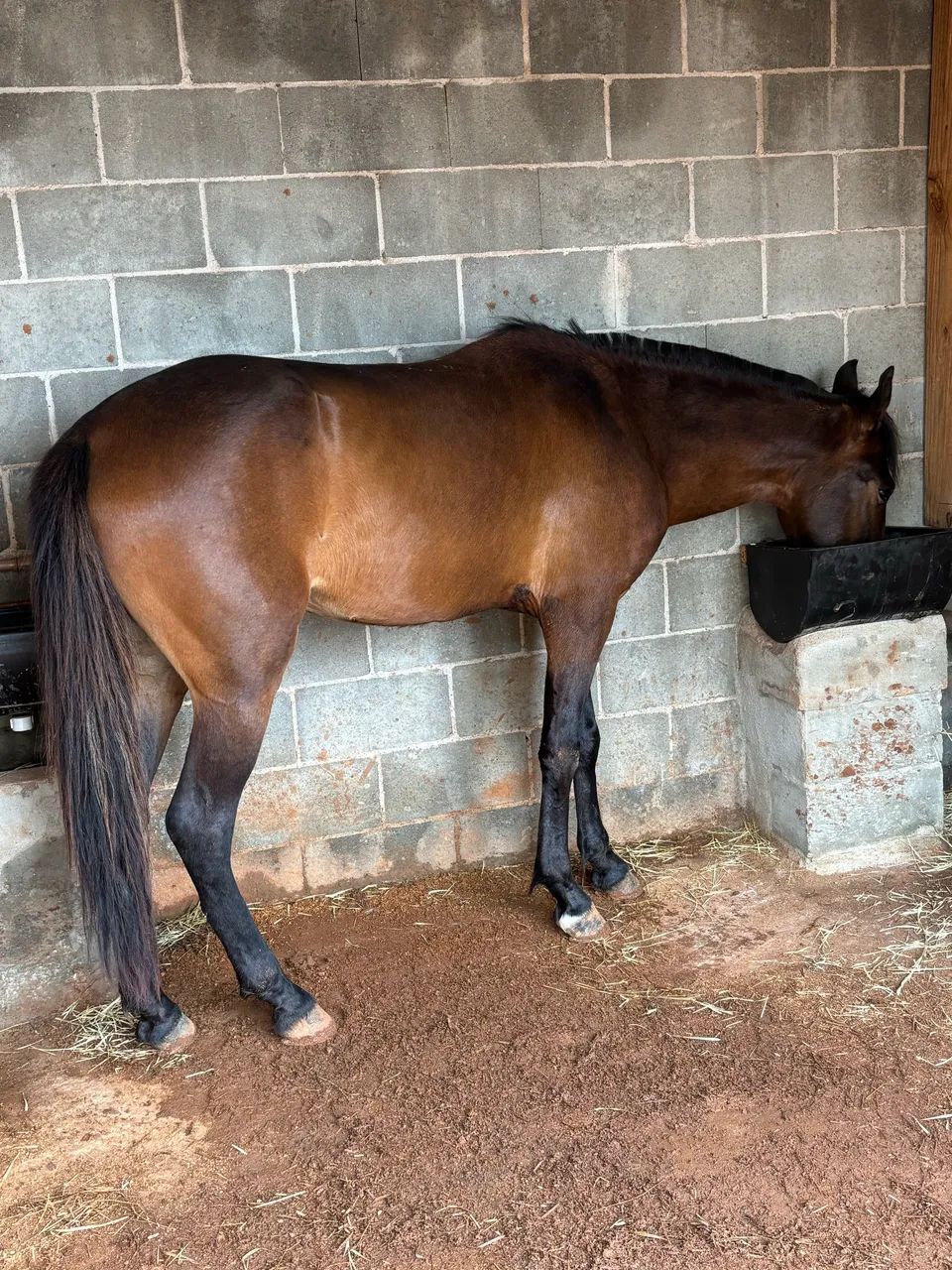 Cavalo  - Foto 2