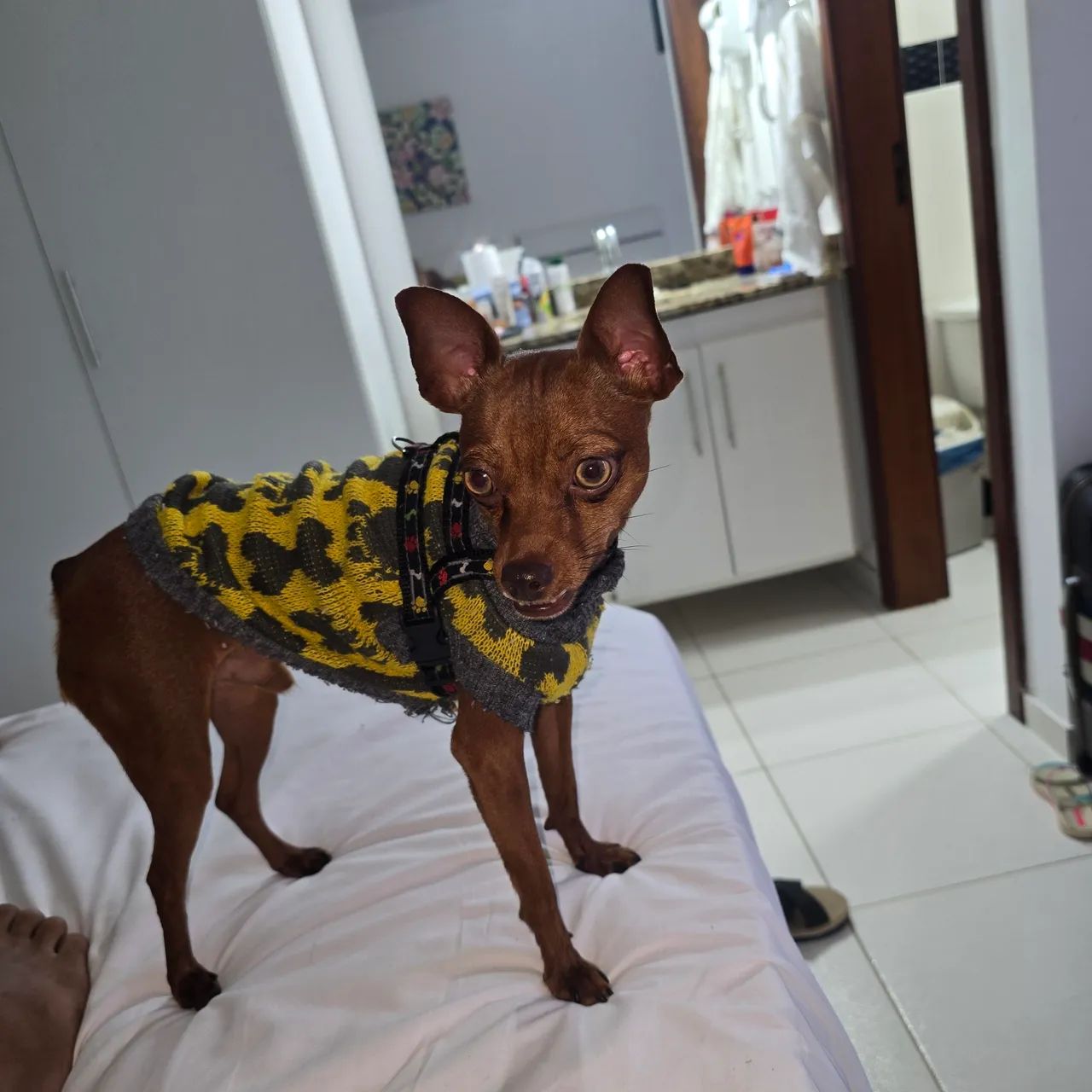 Pinsher macho para reprodução  - Foto 2