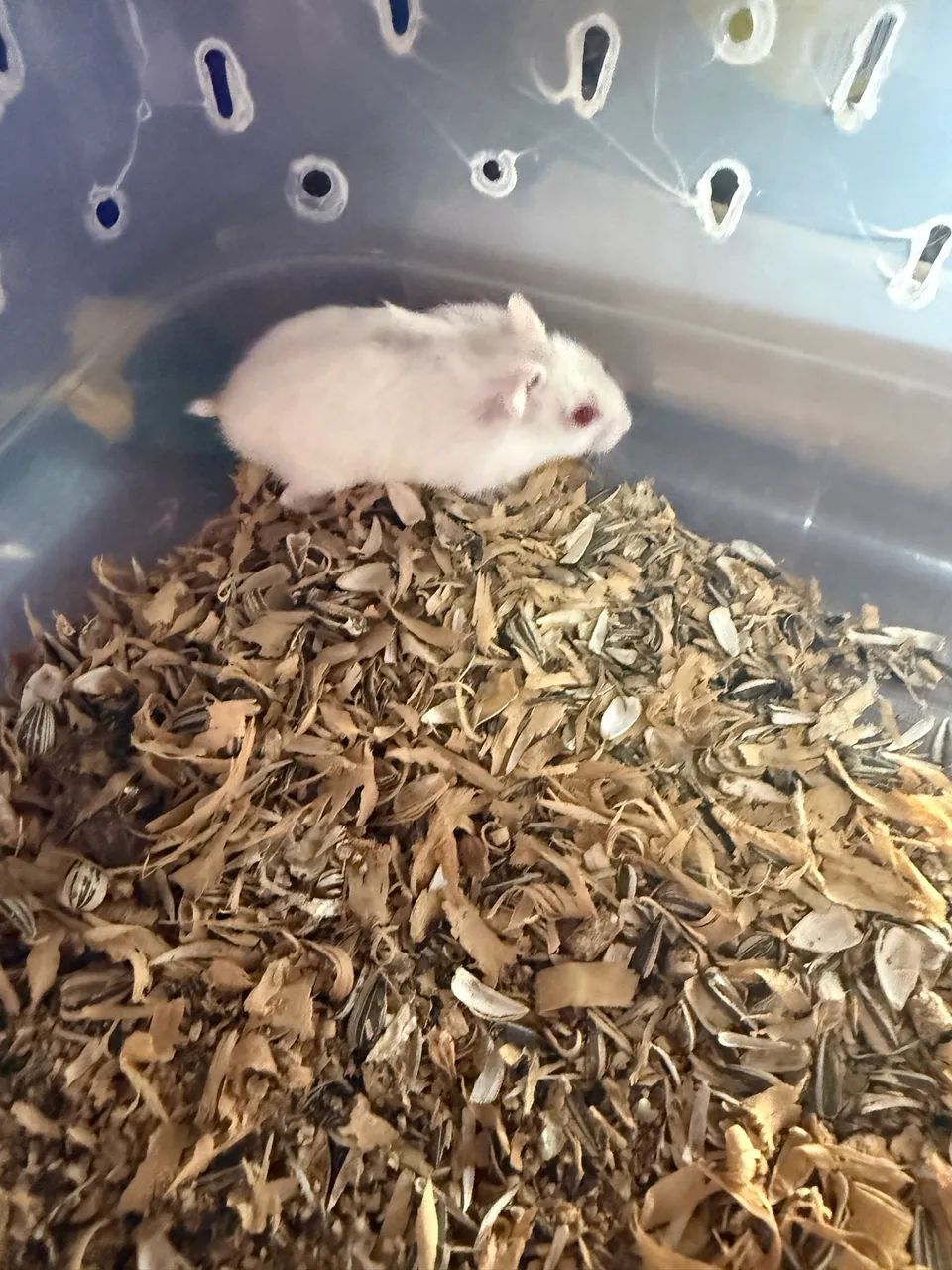 Hamster - Foto 2