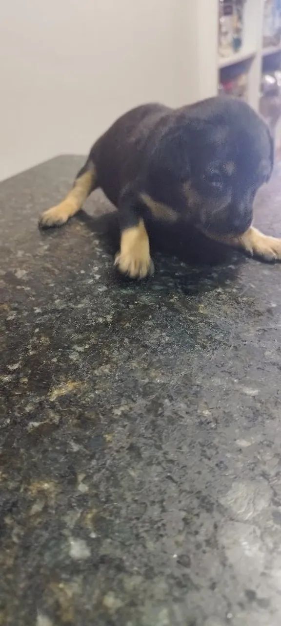 Cachorrinhos para doação  - Foto 5
