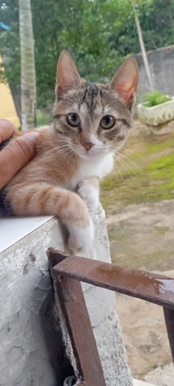 Adoção responsável , gata com aproximadamente 3 meses , raça tricolor  - Foto 2