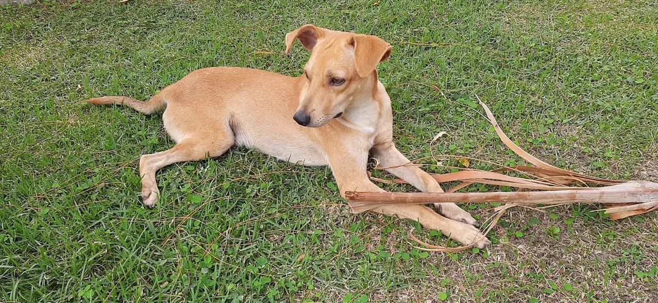 Adoção responsável  - Foto 2