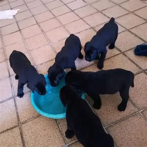 otimos para guarda e companhia 