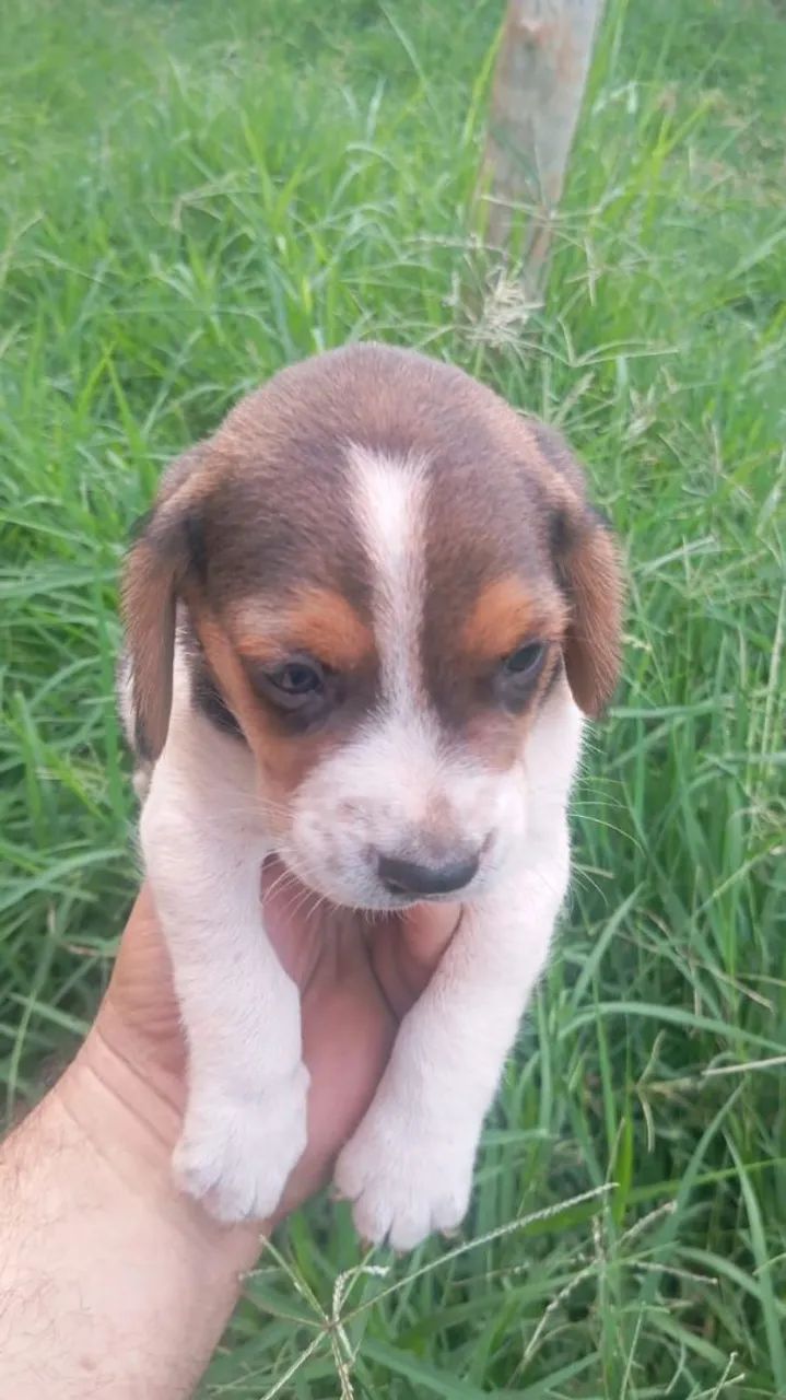 Filhotes de Beagle  - Foto 4
