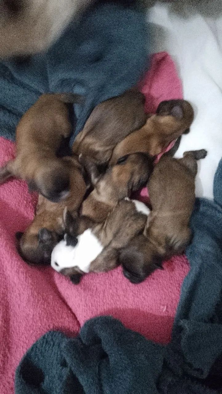 Cachorro  - Foto 2