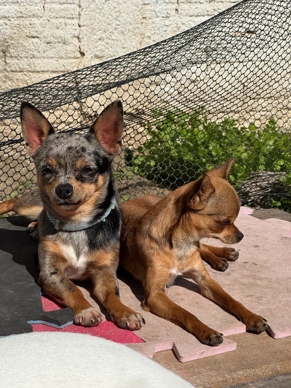 Cobertura Chihuahua Merle Tan com pedigree porte pequeno - Foto 2