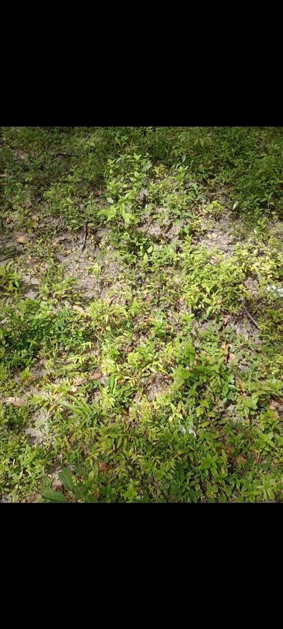 Venda 7 hectares  - Foto 4