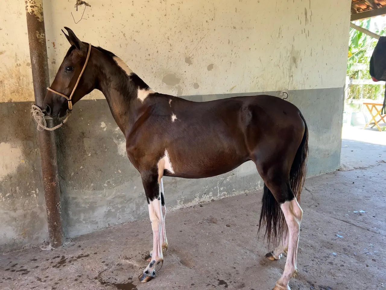 Potro mangalarga marchador  - Foto 2