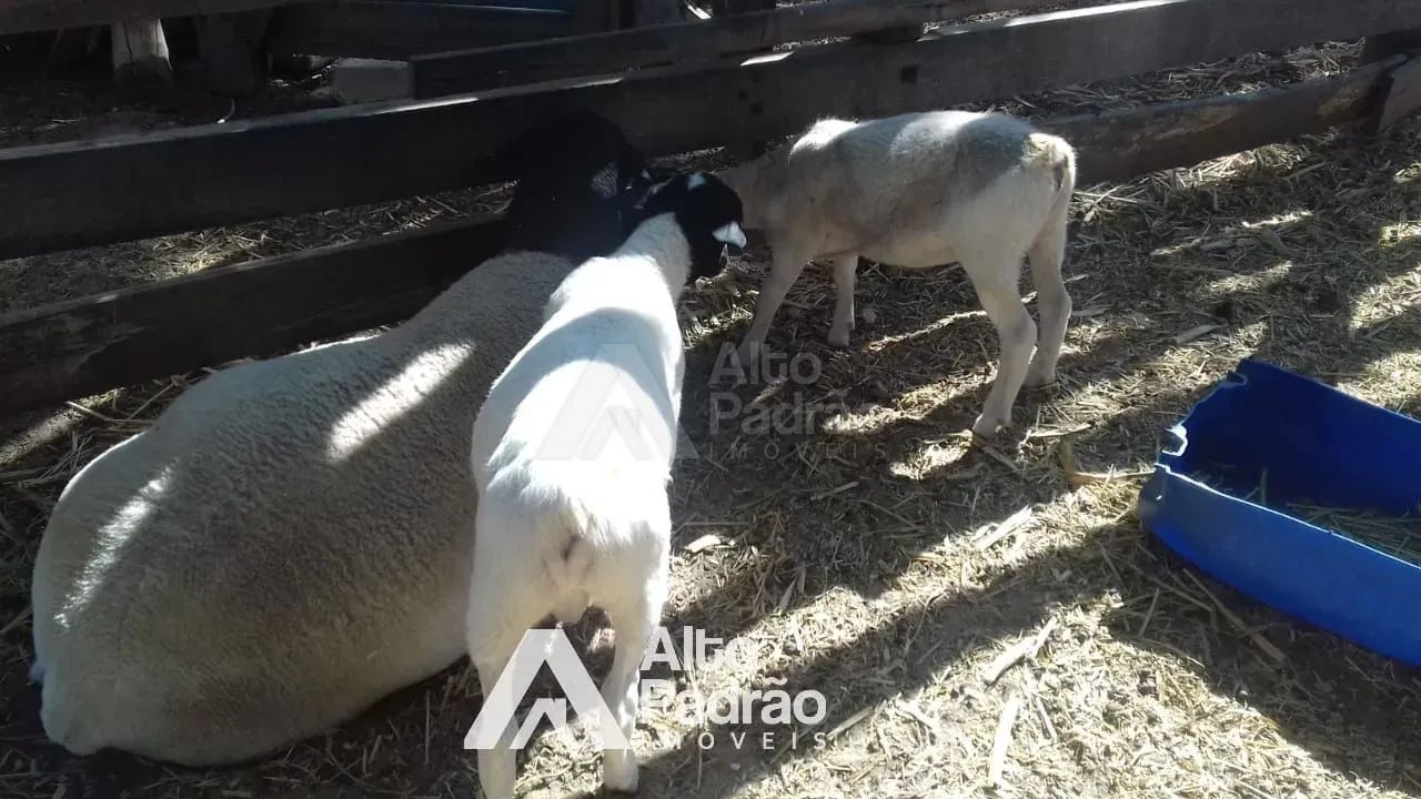 FAZENDA COM 497 HECTARES - Foto 3