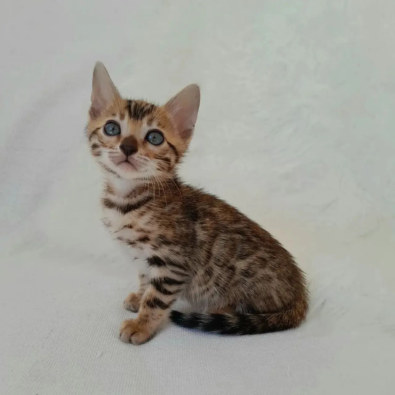 BENGAL CAT FILHOTES - Foto 5
