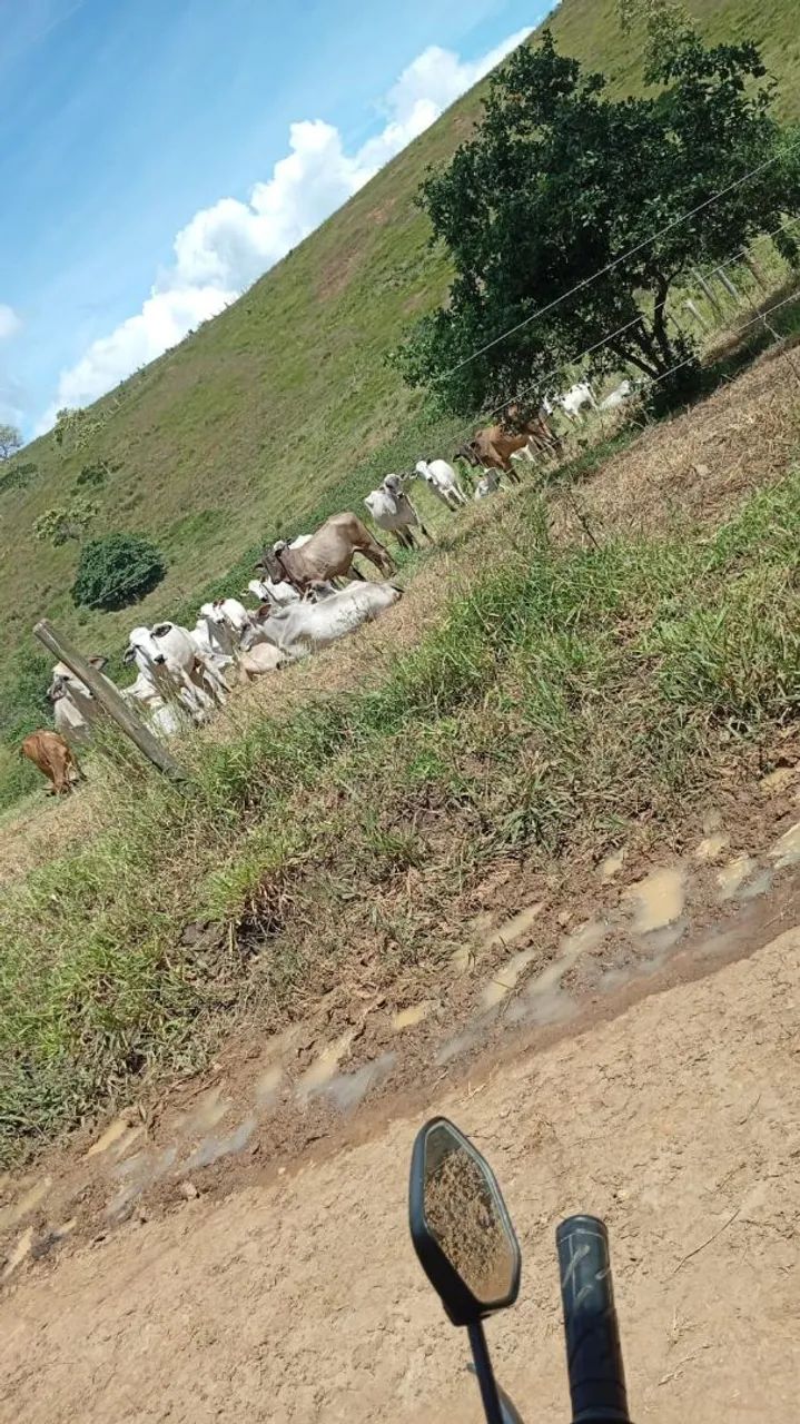 20 bezzeras nelore a venda 