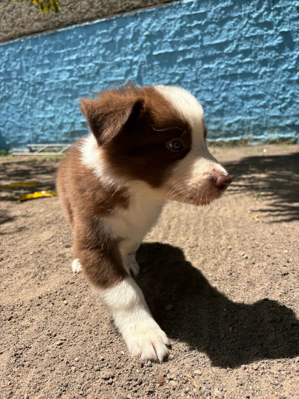 Filhote de Border collie 