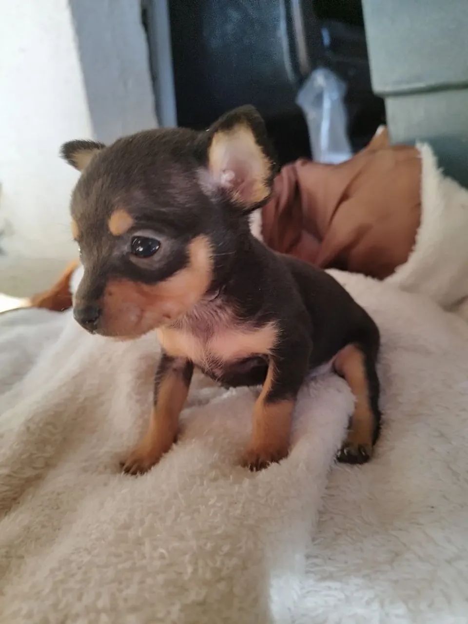 Pinscher Zero  - Foto 2