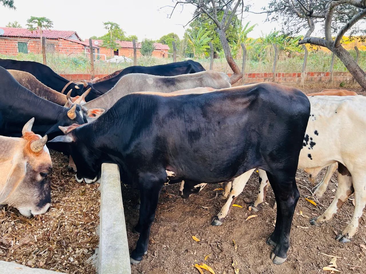 Gado a venda  - Foto 3