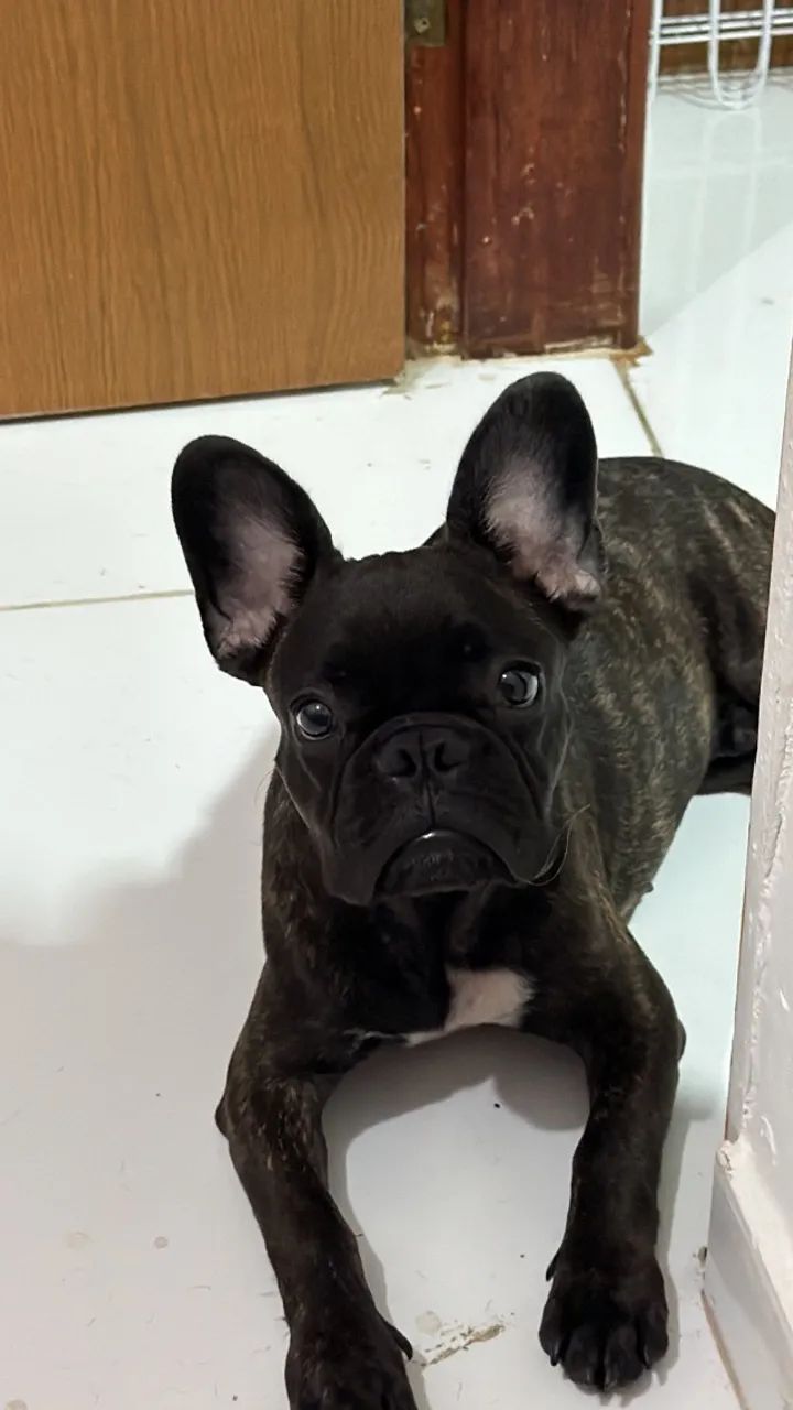 Bulldog Francês 