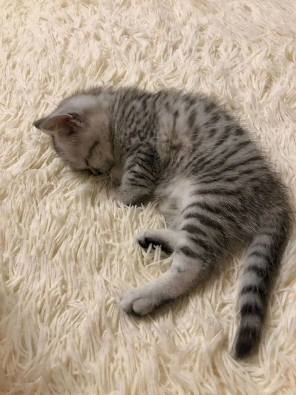 Gatos filhotes para adoção 