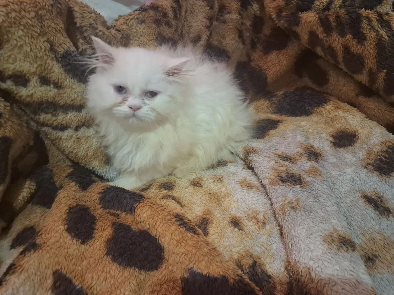 Filhote gato persa macho branco show - Foto 3