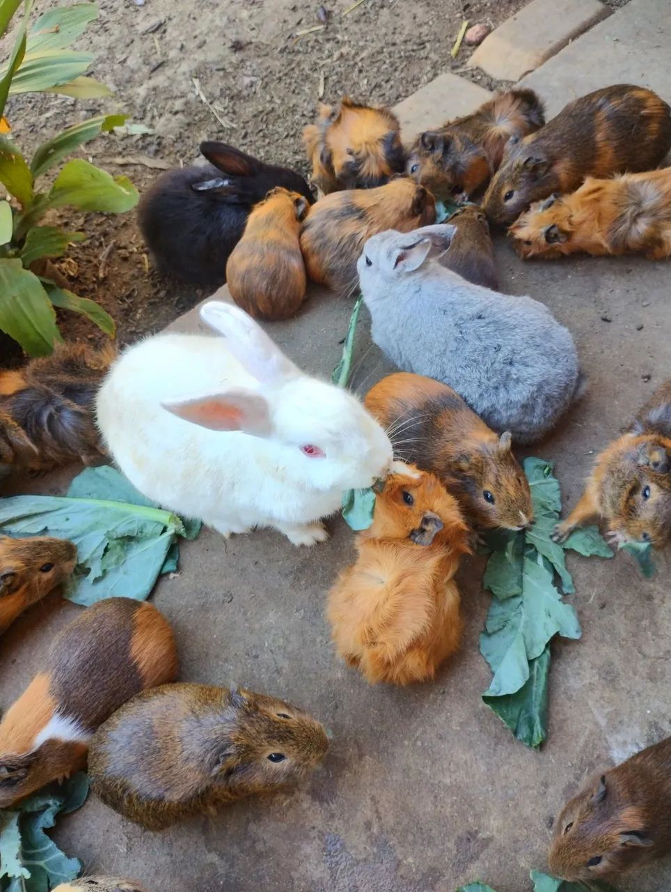 ? PORQUINHOS-DA-ÍNDIA À VENDA! ? - Foto 4