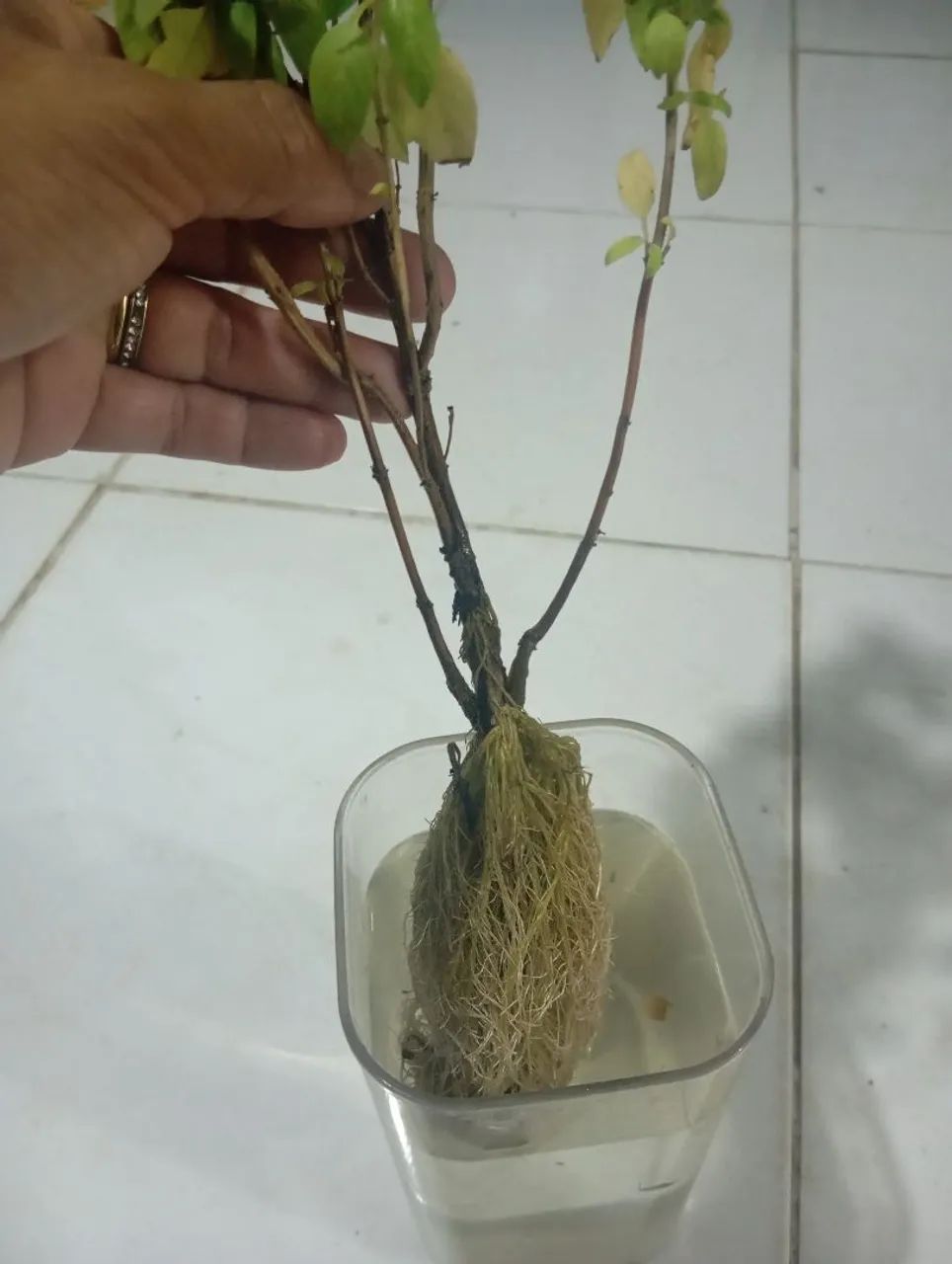 Mudas de plantas  - Foto 2
