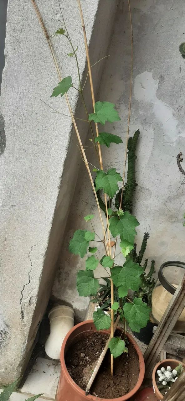 Muda de uva  3meses 1metro altura e crescendo bem   - Foto 2