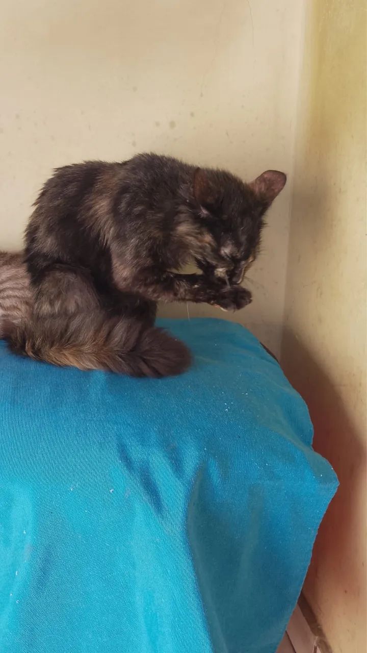 Doação de gatos 