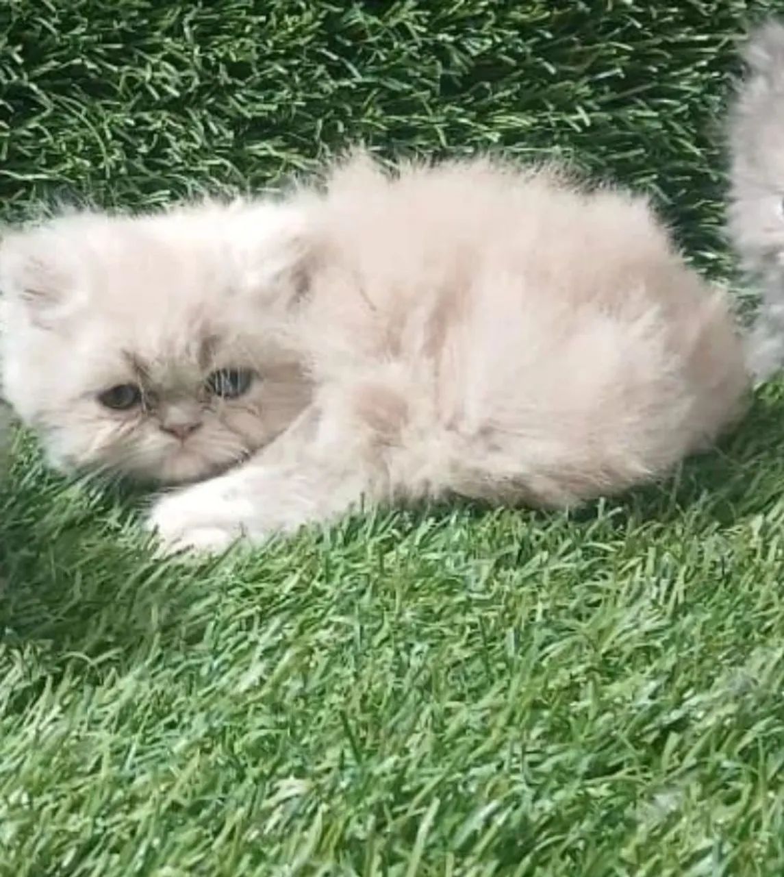 Persa Promoção Somente esse Final de semana  - Foto 5