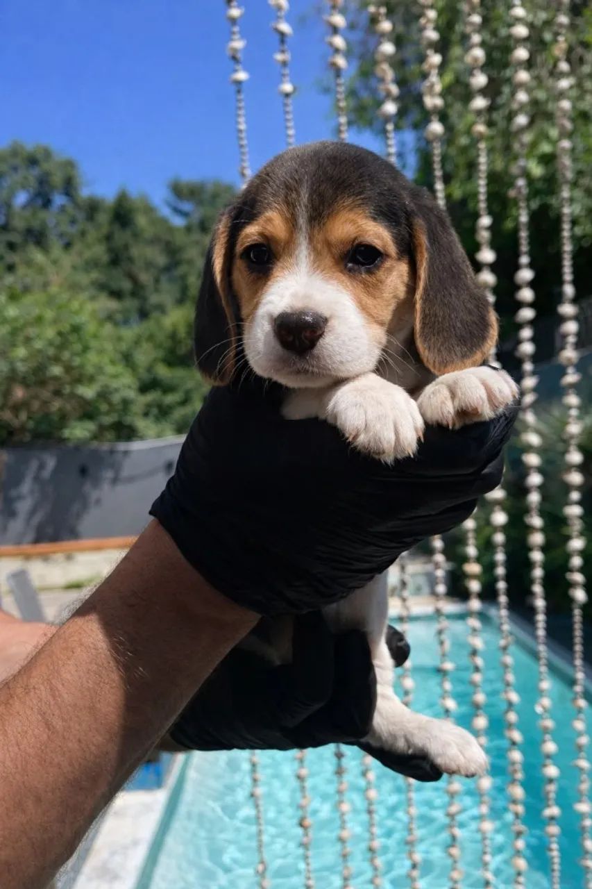 beagle nene