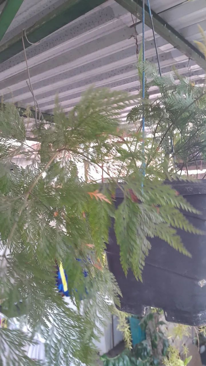 Plantas já pegadas 