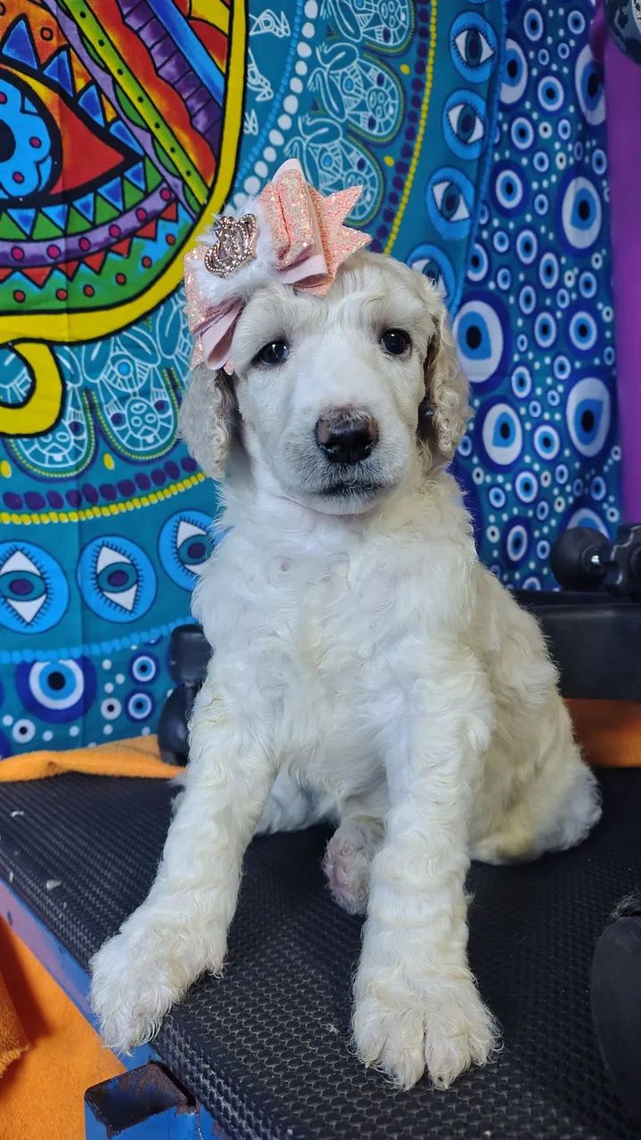 Poodles gigantes  - Foto 2