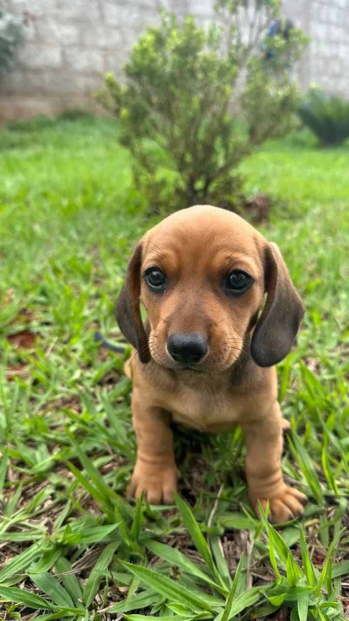 Dachshund/salsicha