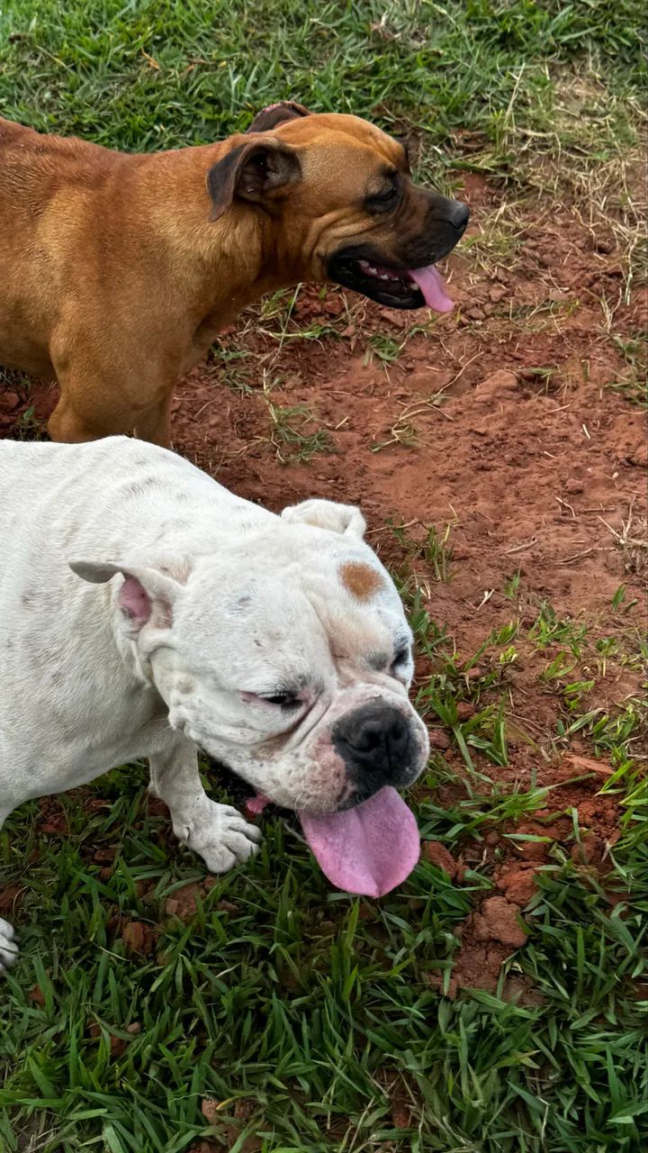 Filhote de boxer  - Foto 4