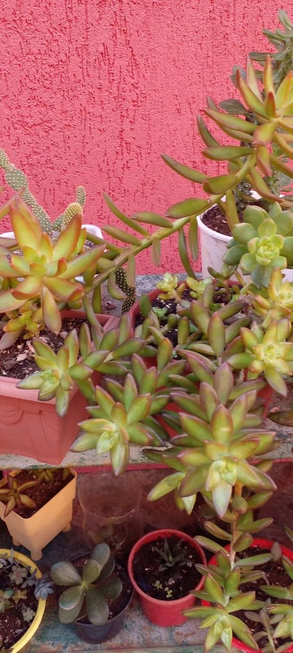 Lindas suculentas e cactos  - Foto 3