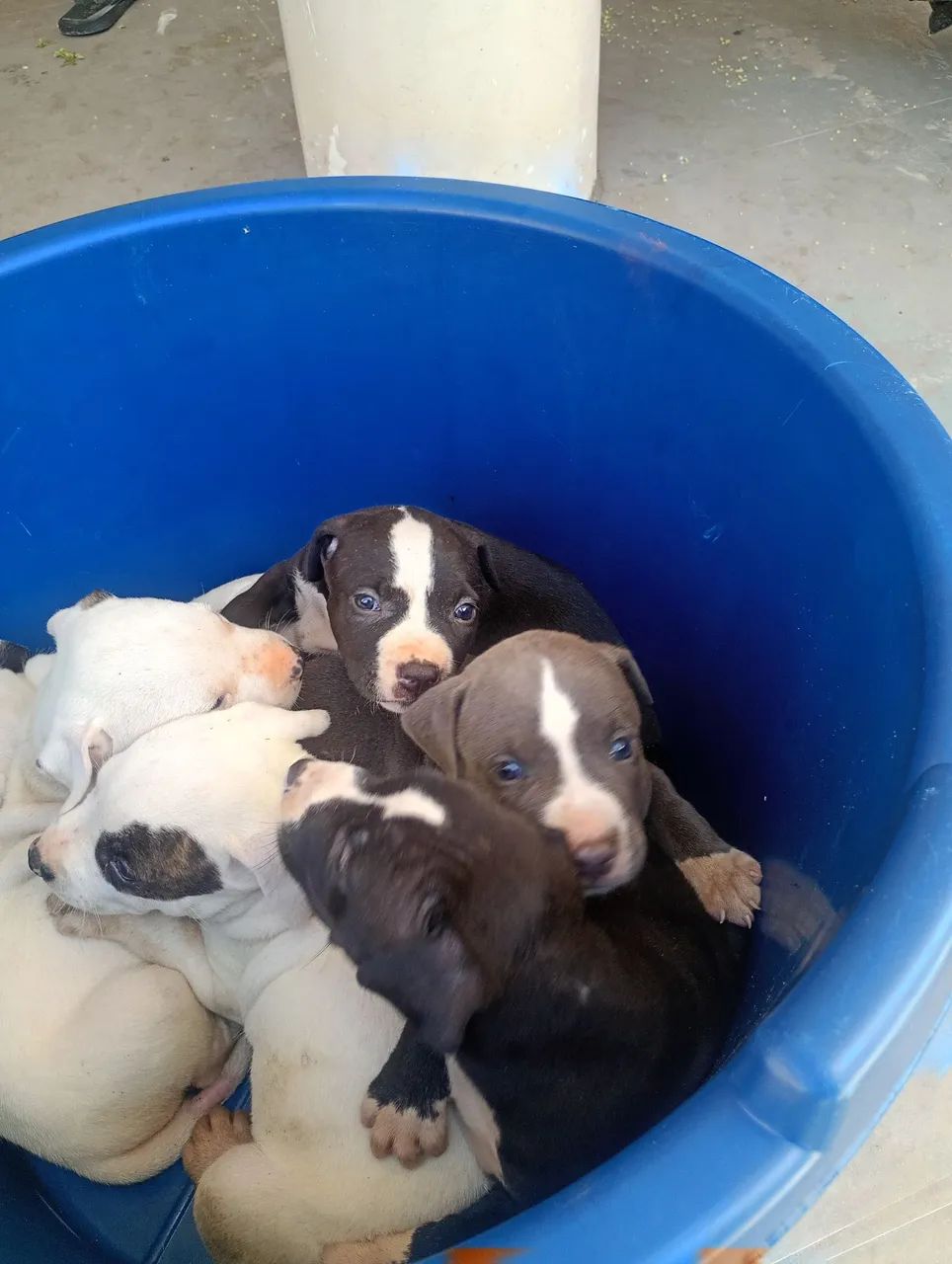 Pit Bull 